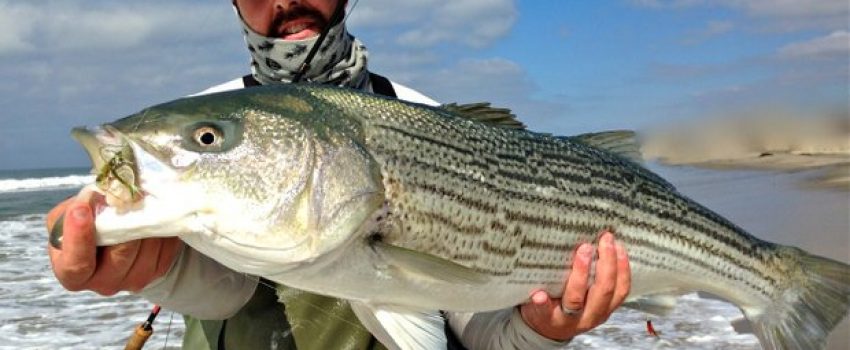 Dave_Schonzeit_striper_best_photo_r620x349