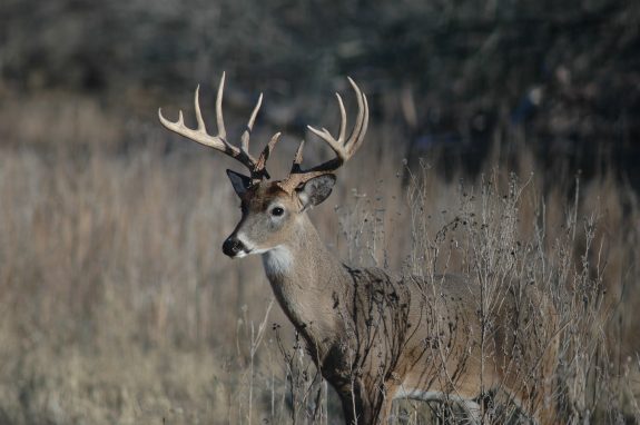 You can't age a buck just by its antlers.