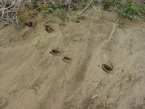 Deer tracks lots Photo by University of Kentucky
