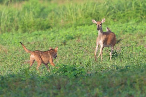 Deer_Coyote_100714_9T8T3380-Edit