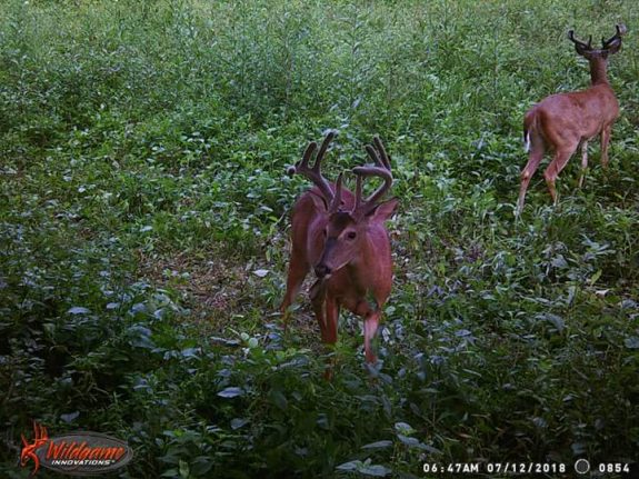 FB_IMG_1532486187952