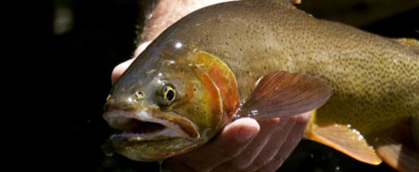 FISHING_HOME_PIC30002965 Photo by Wyoming Gme and Fish Department