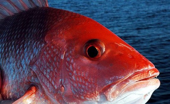 Fish Photo by Louisiana Department of Wildlife and Fisheries