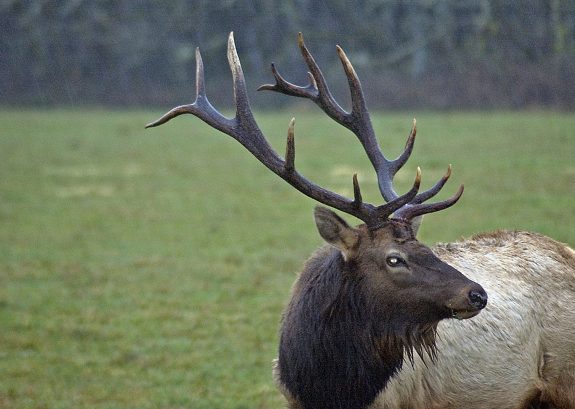 1710_bull_elk_swart_odfw