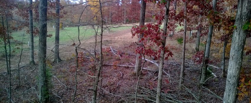 Food-Plot-Fruit-Trees-Viewed-From-Deer-Stand