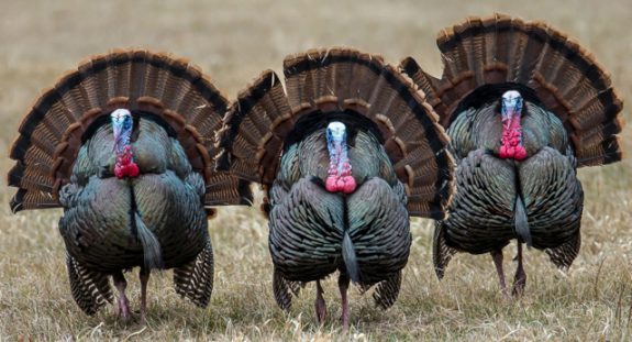 Gobblers