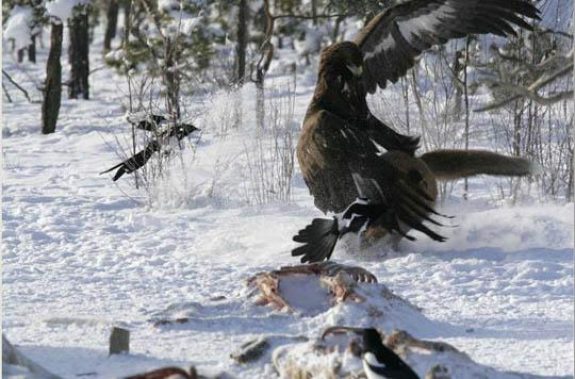 Golden_Eagle_Attack_and_Kills_Wolf_5