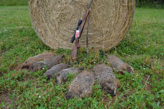 Groundhog Easton Hornady 002