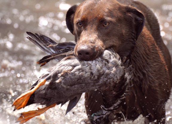 HUnting dog Photo by Smokin Gun Dogs
