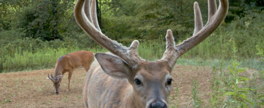 HadleyCreek IMG Deer