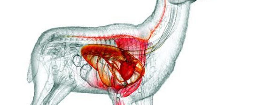 How_to_Kill_Deer_in_One_Shot_a