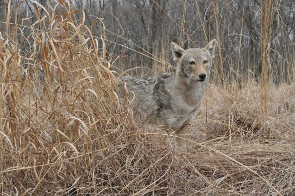 A California coyote conducts a home invasion and sneaks into a nursery.