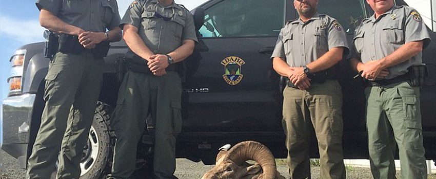 Idaho-bighorn-sheep-poaching-case-closed