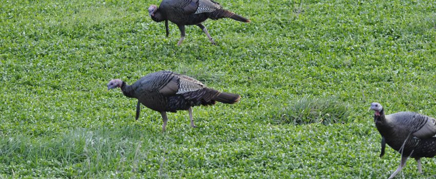 Illinois 10PT Deer 12 320