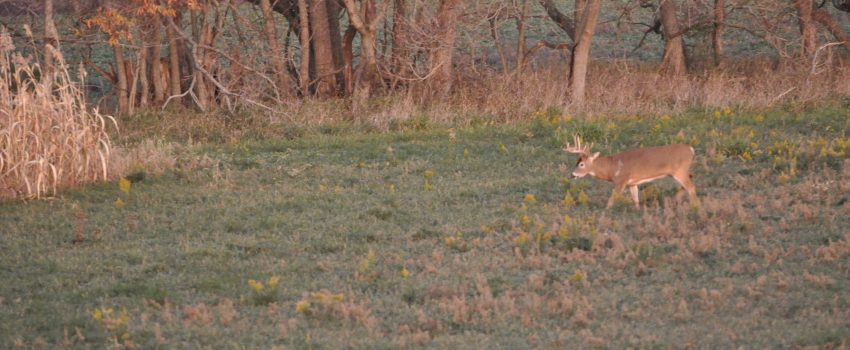 Illinois 10PT Deer 12 338