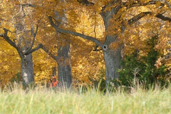 Illinois Deer 08 049