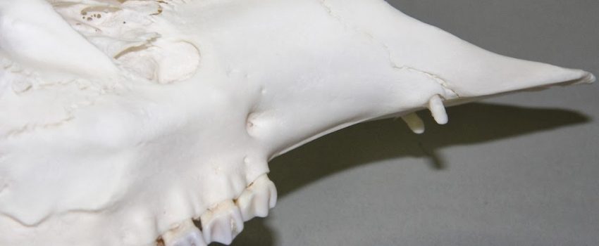 Ivories canine teeth (1)