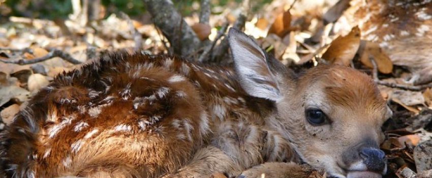 JamesRichards-194-600x350[1]