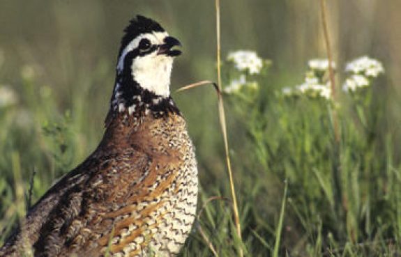 KANSAS-LAUNCHES-NEW-BOBWHITE-QUAIL-INITIATIVE_frontimagecrop Photo by Kansas Department of Wildlife Parks and Tourism