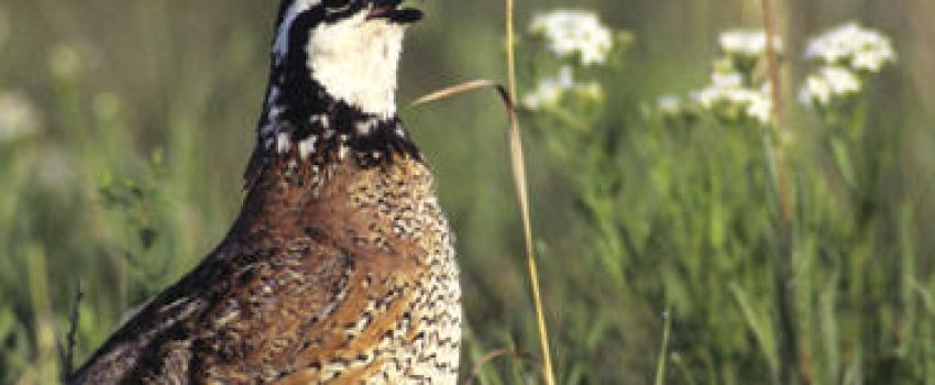 KANSAS-LAUNCHES-NEW-BOBWHITE-QUAIL-INITIATIVE_frontimagecrop Photo by Kansas Department of Wildlife Parks and Tourism