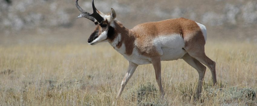 Hunting pronghorn antelope in the open west is great fun and quite affordable.
