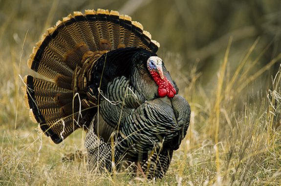 Wild turkey gobbler strutting and displaying. Photo taken on private land along blue Creek North of Oshkosh in Garden County. Grier, Apr. 1995. Copyright NEBRASKAland Magazine, Nebraska Game and Parks Commission.