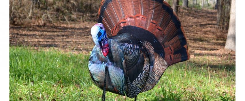Montana Decoy Papa Strut Photo by Midway USA