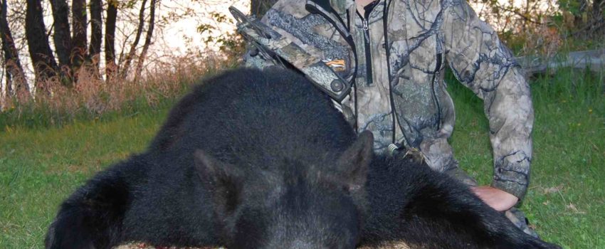 My first Manitoba Bear