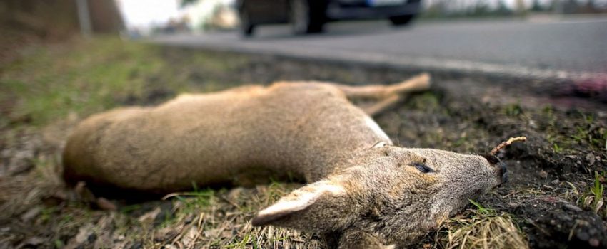 NC_roadkill_germany_nt_130718_16x9_992