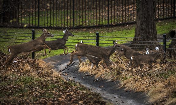 Lots of deer wandering the NIH campus in Bethesda, MD.
