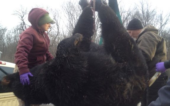A New Jersey hunter bagged a black bear the size of an average grizzly.