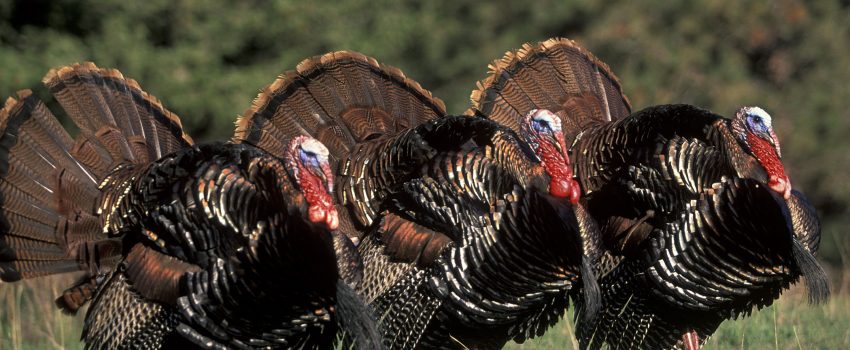 NWTF-turkey-06-Contest-2 Photo by National Wild Turkey Federation