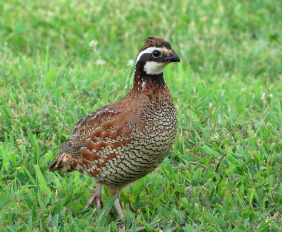 Let's help the Bobwhite quail.