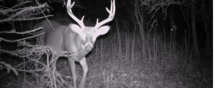 D55IR_V075.B00031.061__FG=8504,FT=165007,NIR=0,GM=2,  EV=63,PY=25,DY=33,GB=0x80,SG=0x71,EL=3062,AEY=0,AEM=0,AEW=160,AEH=320