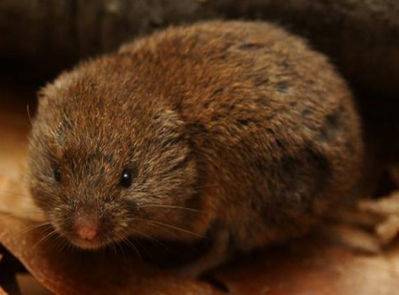 Pine_Vole Photo by Outdoor Alabama