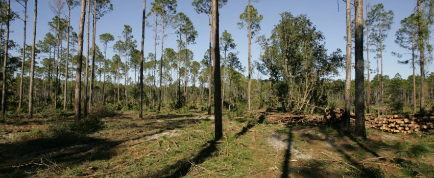 Pine_forest Photo by Steve Hillebrand Courtesy of USFWS