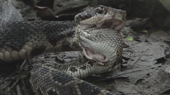 Rattlesnake-VS-Cottonmouth-Snake-in-horrible-forest