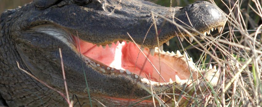 Ready_to_Strike_Alligator Photo by Robert Burton Courtesy of USFWS