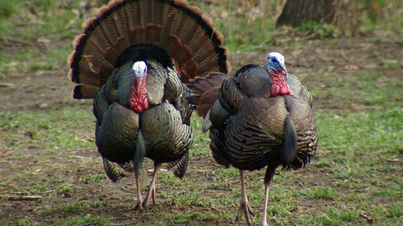 Watch nature take its course.