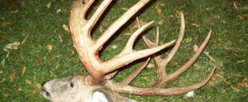 Ross-Weber-Buck-WI-5-625x469