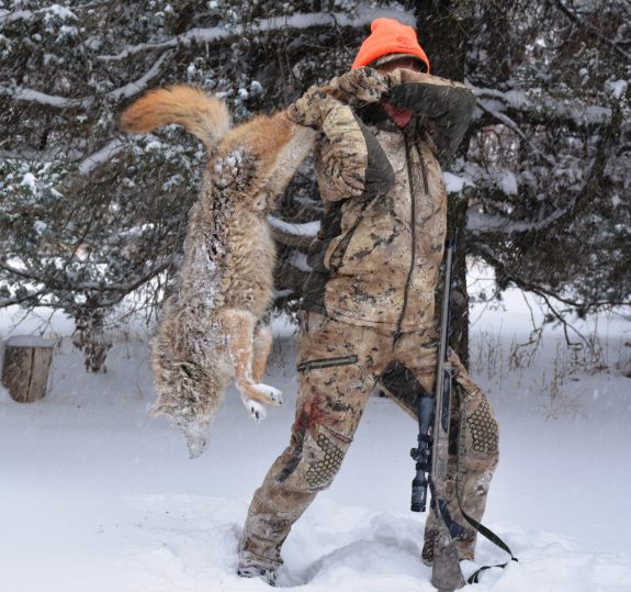 Late season deer hunters should be alert for coyotes.
