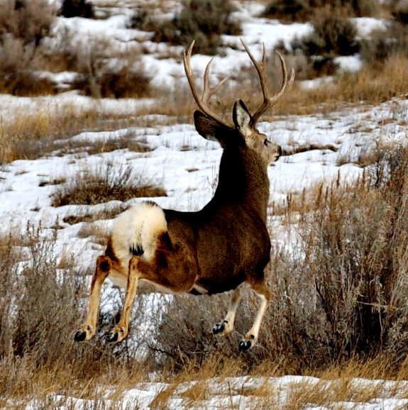 Hunting various species of game can make you a better hunter back home.