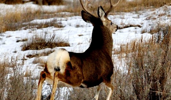 Hunting various species of game can make you a better hunter back home.