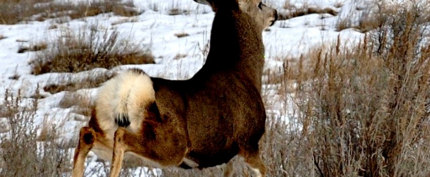 SD Rifle Deer 2010 589