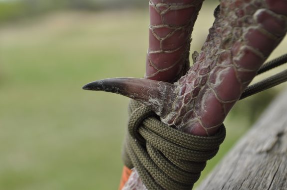 SD Spring Turkey 2012 394