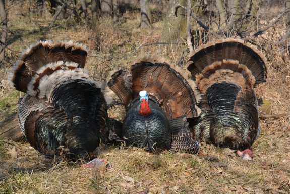 SD Turkey 2014 2 047