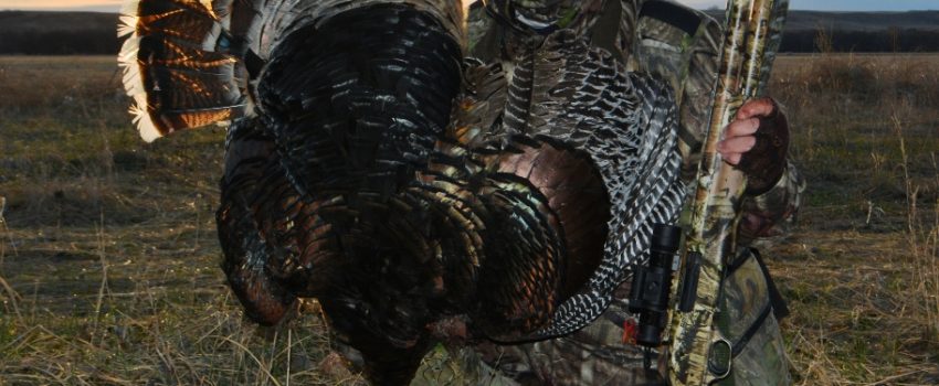 The versatility of Mossberg's lightweight 835 shined when the author was forced to shoot  this big gobbler "one-handed."