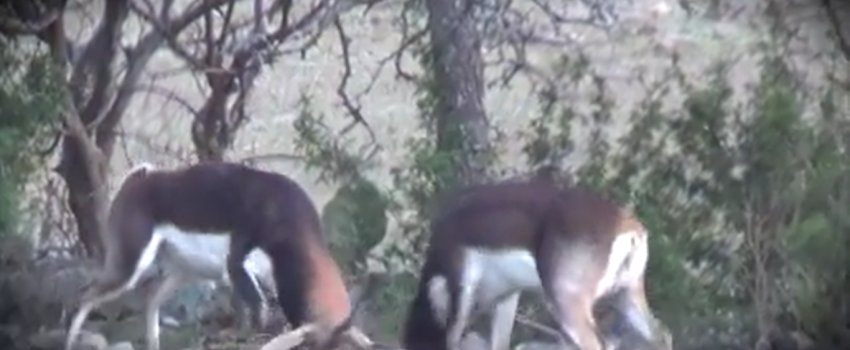 Screenshot 2016-01-23 04.23.51