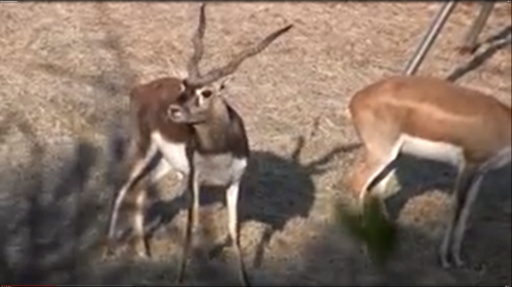 Screenshot 2016-05-11 04.22.33