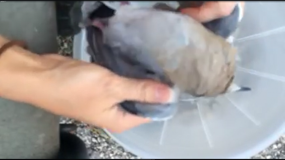 Screenshot 2016-08-25 05.31.47